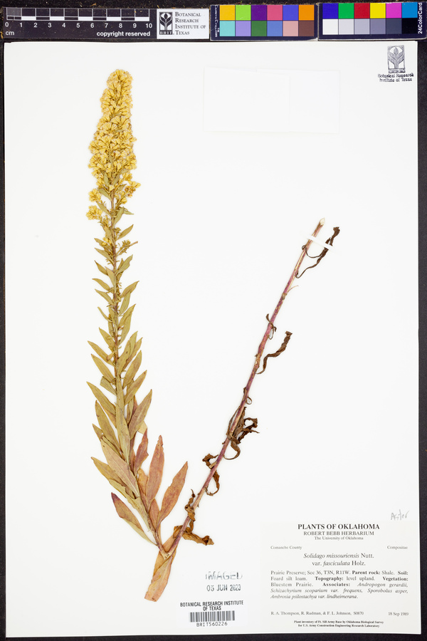 Solidago rigidiuscula image