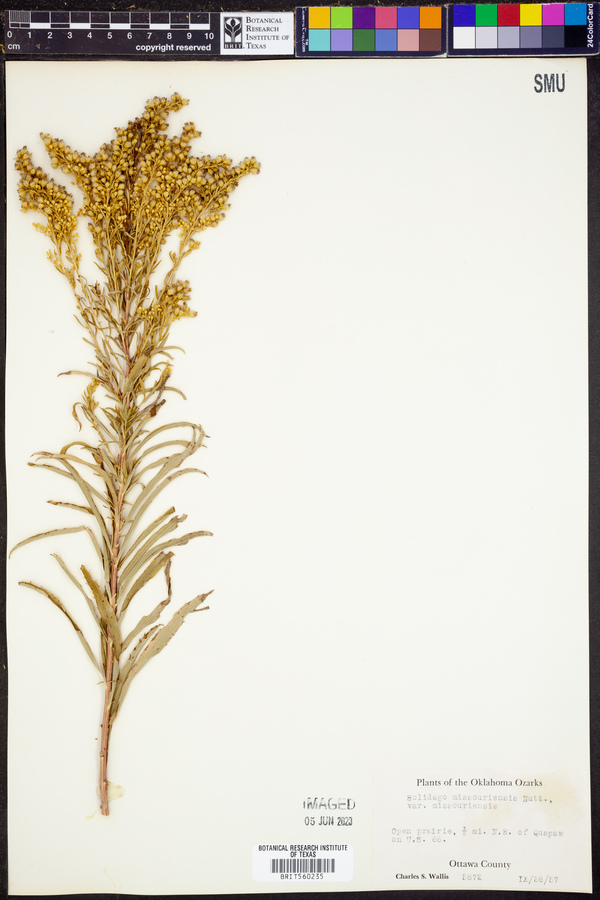 Solidago missouriensis var. missouriensis image