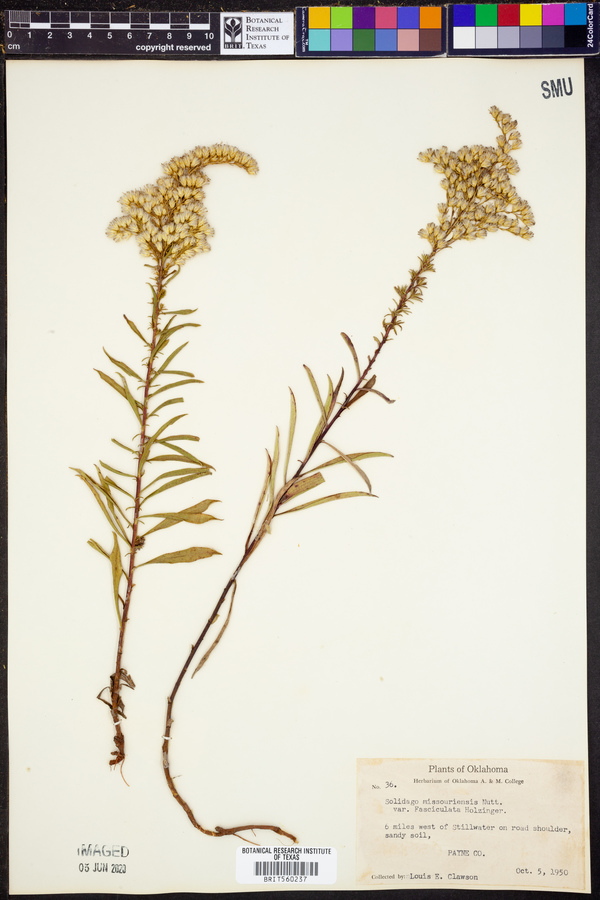 Solidago missouriensis var. fasciculata image