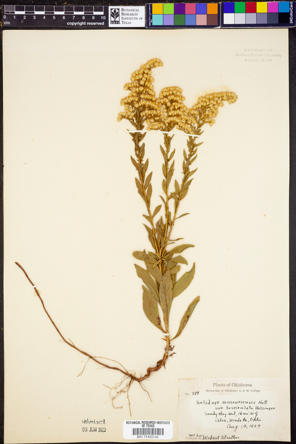 Solidago missouriensis var. fasciculata image