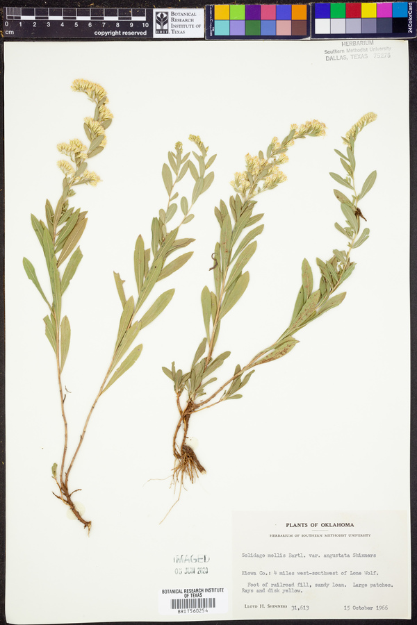 Solidago mollis var. angustata image