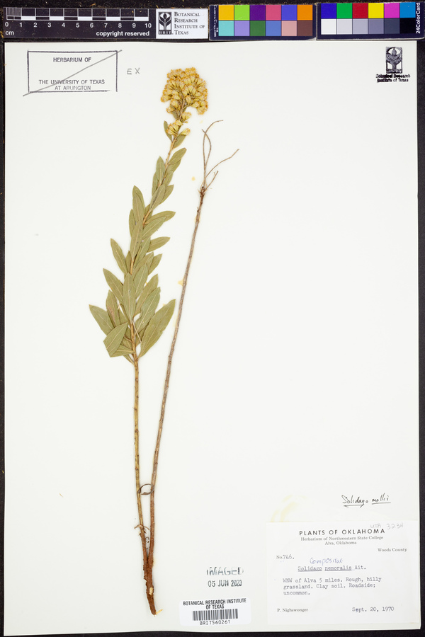 Solidago mollis image