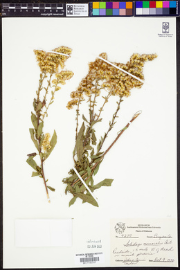 Solidago nemoralis image