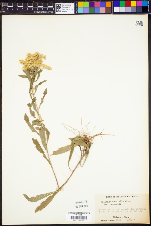 Solidago nemoralis var. nemoralis image