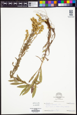 Solidago nemoralis image