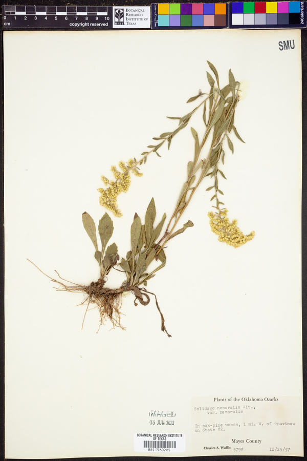 Solidago nemoralis var. nemoralis image