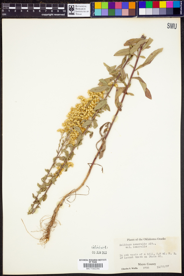 Solidago nemoralis var. nemoralis image