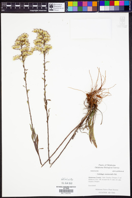 Solidago nemoralis image