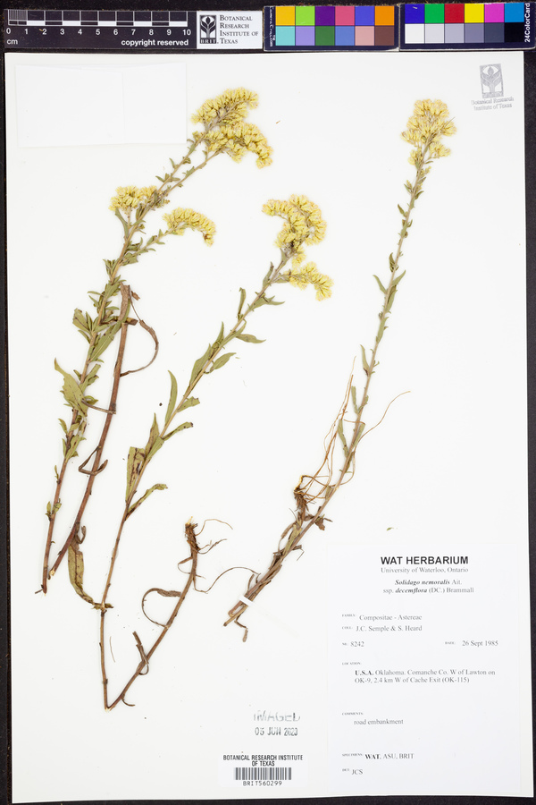 Solidago nemoralis subsp. decemflora image