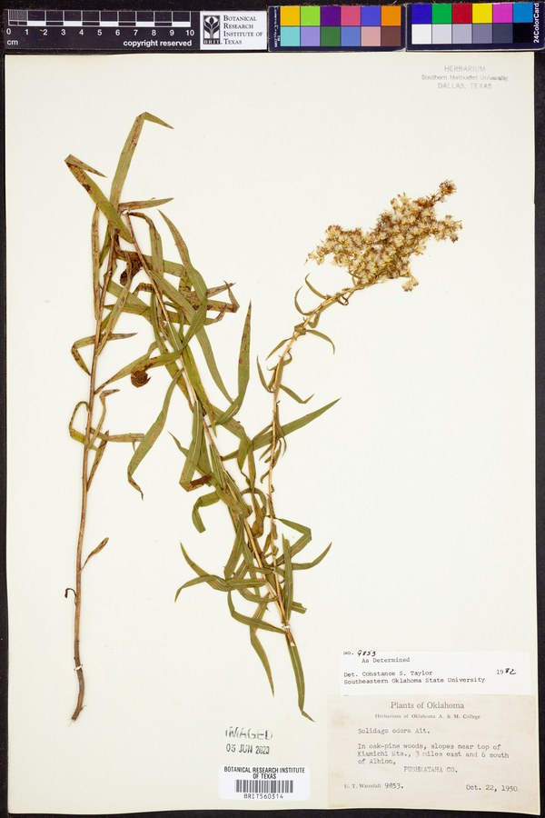 Solidago odora image