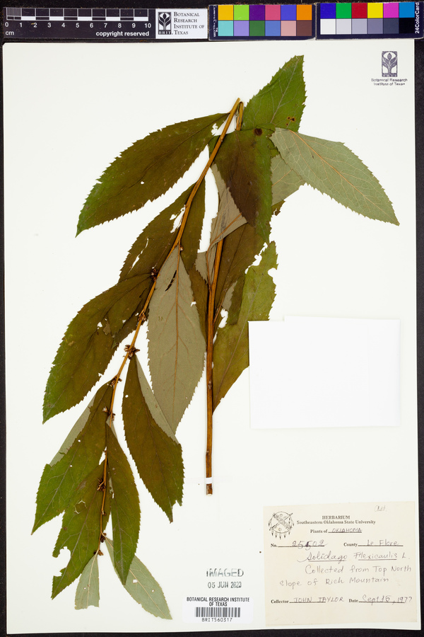 Solidago flexicaulis image