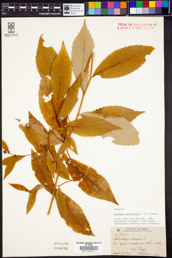 Solidago ouachitensis image