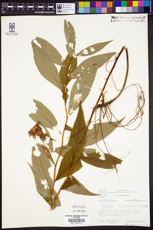 Solidago ouachitensis image