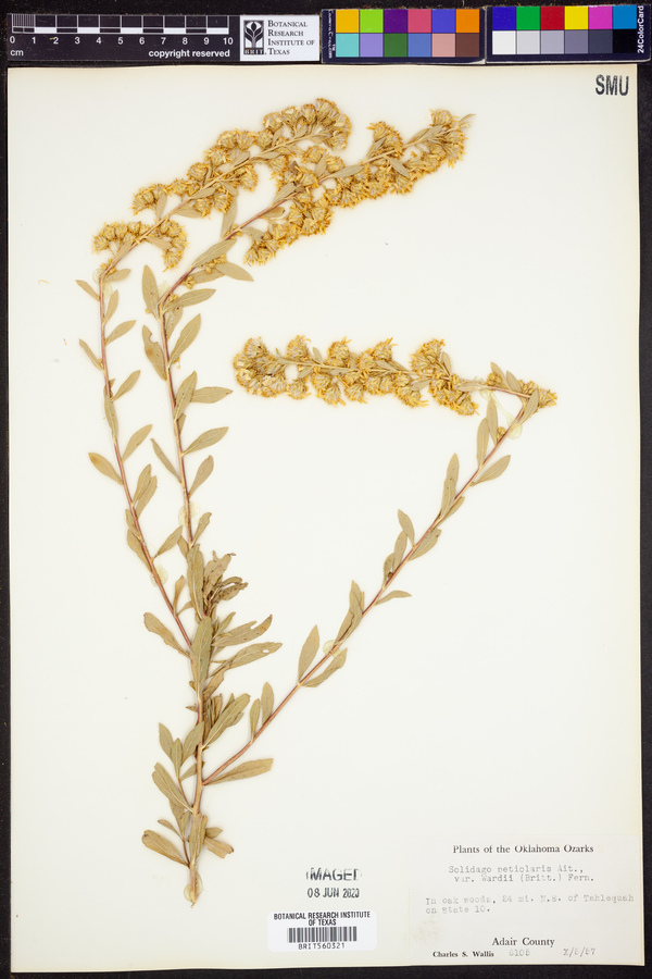 Solidago petiolaris var. wardii image