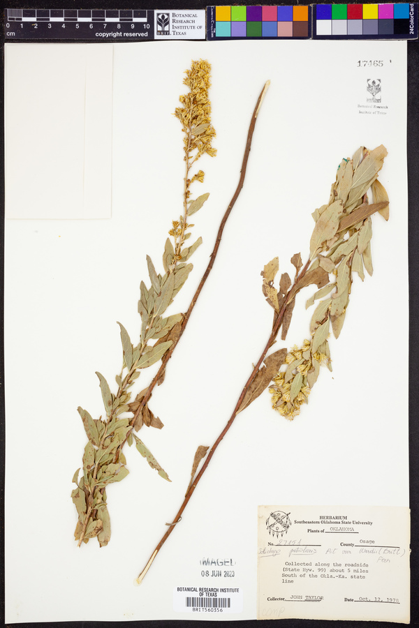 Solidago petiolaris image