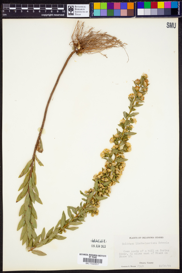 Solidago lindheimeriana image