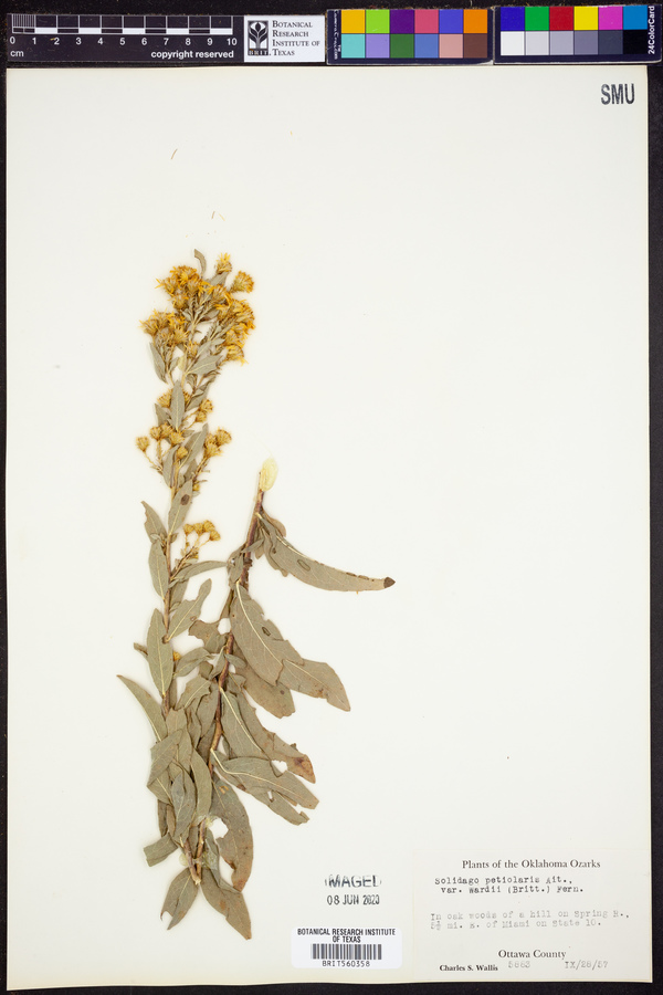 Solidago petiolaris var. wardii image