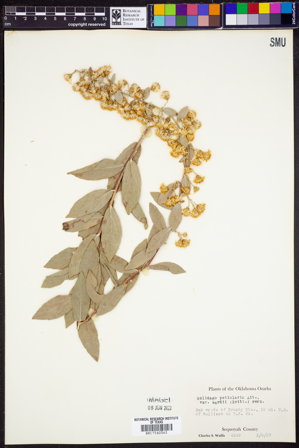 Solidago petiolaris image