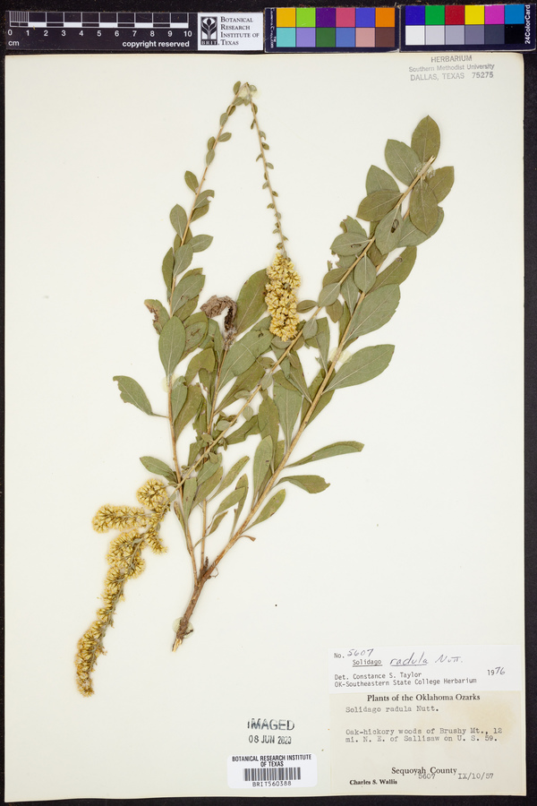 Solidago radula image