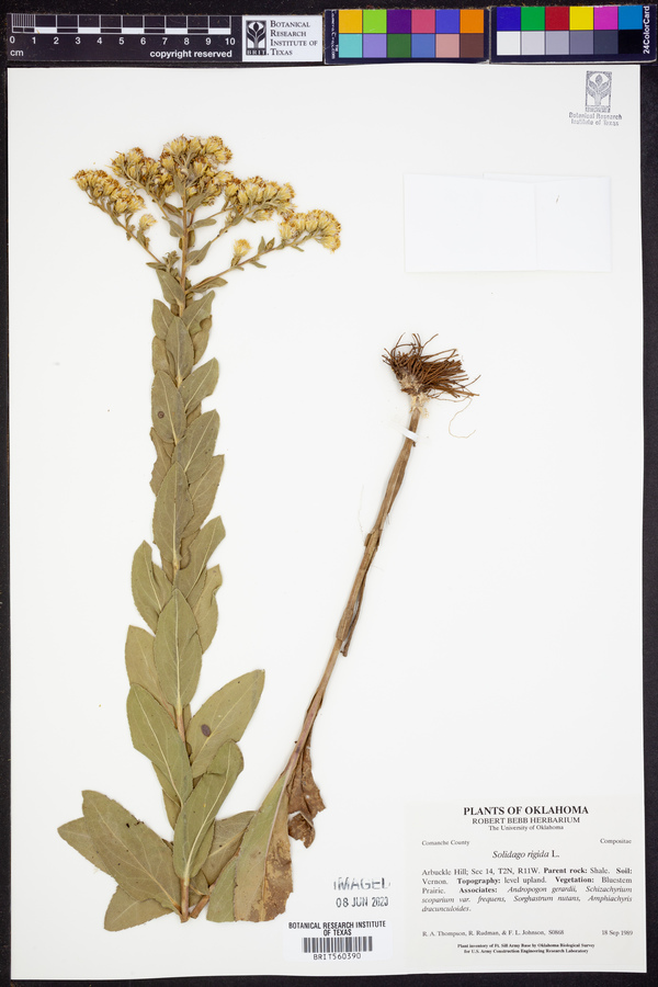 Solidago rigida image