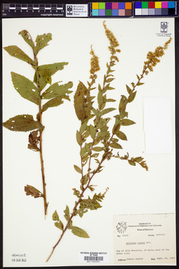 Solidago rugosa image