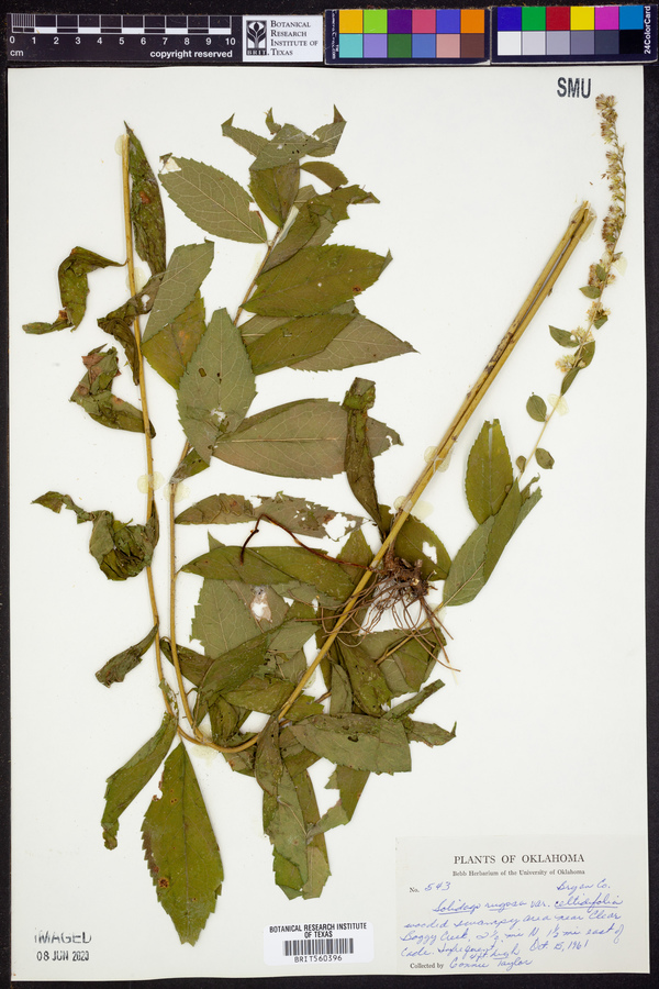 Solidago rugosa var. celtidifolia image