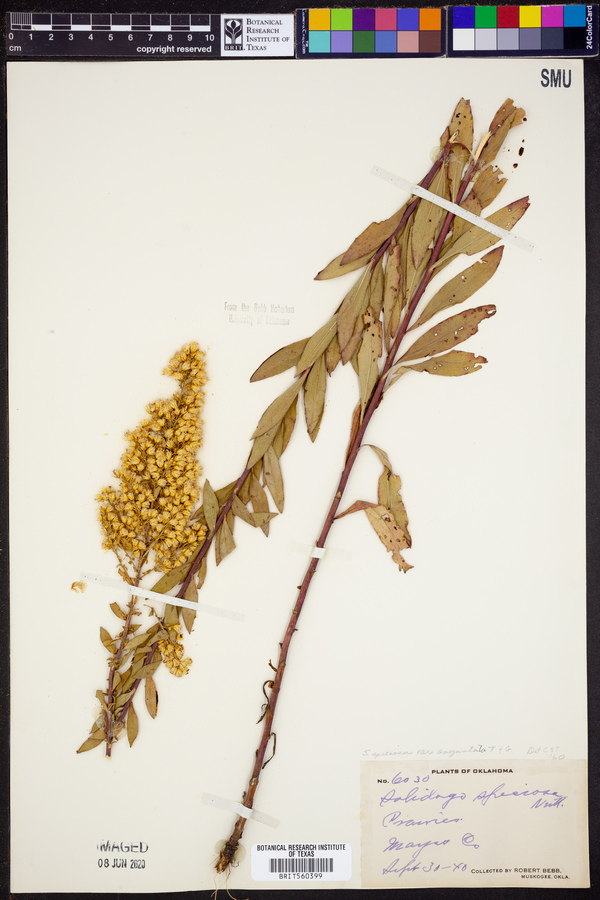 Solidago speciosa var. angustata image