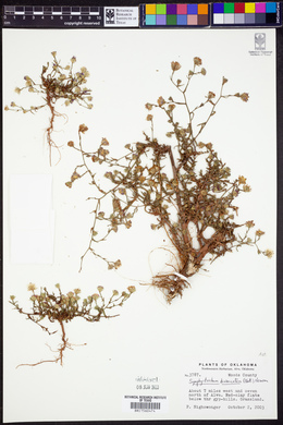 Symphyotrichum divaricatum image