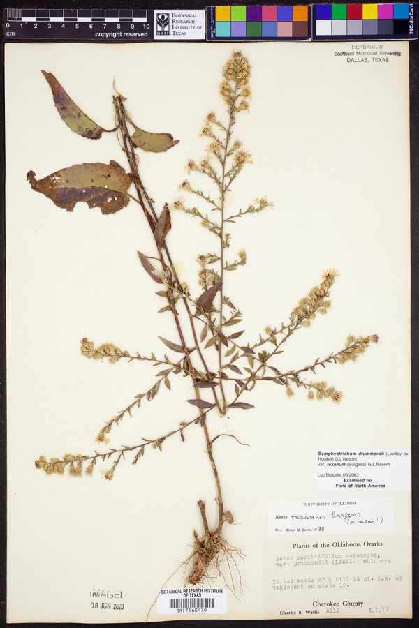 Symphyotrichum drummondii image