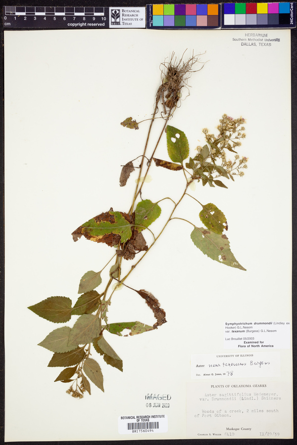 Symphyotrichum drummondii image