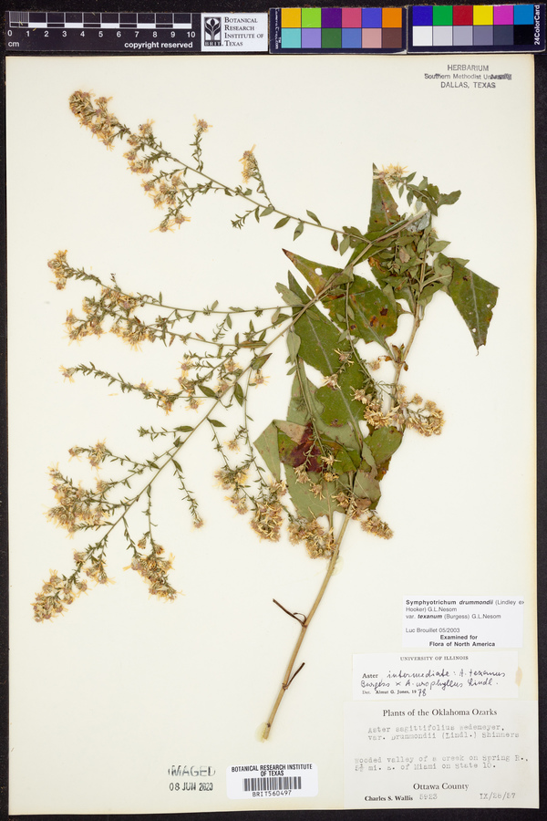 Symphyotrichum drummondii image