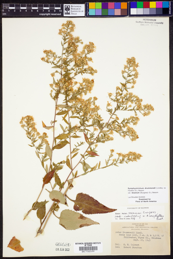 Symphyotrichum drummondii var. texanum image