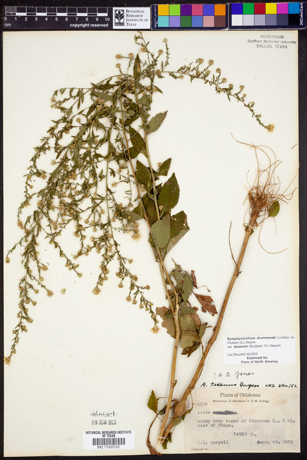 Symphyotrichum drummondii var. texanum image