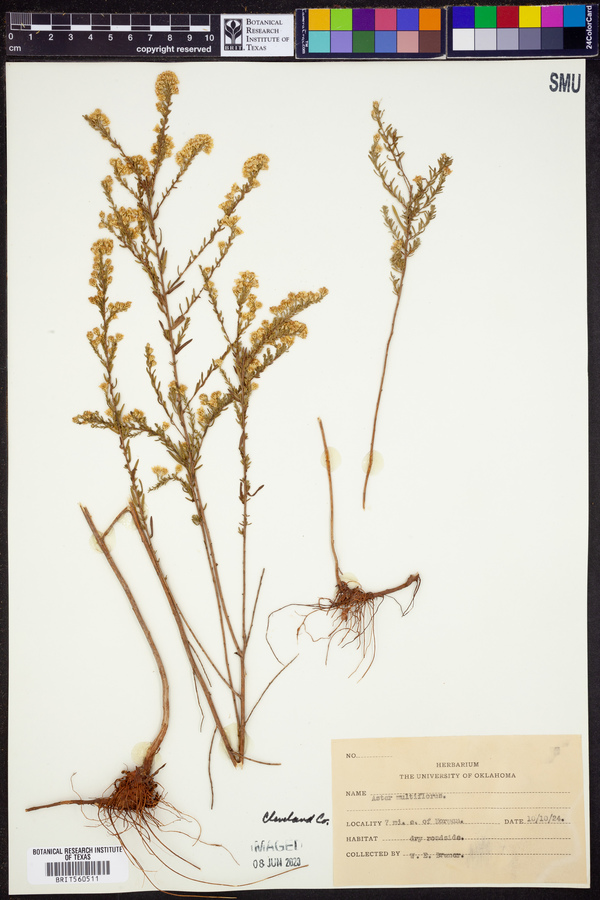 Symphyotrichum ericoides var. ericoides image