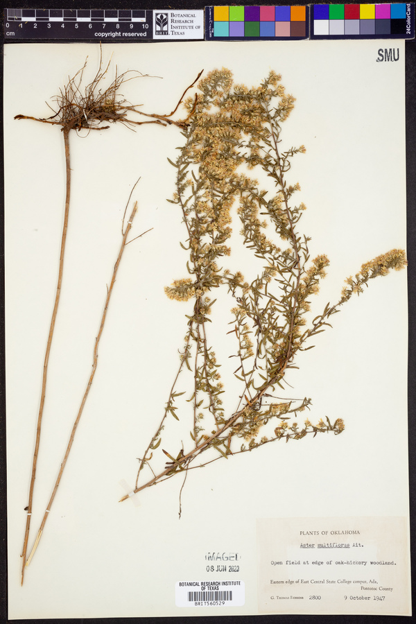 Symphyotrichum ericoides var. ericoides image