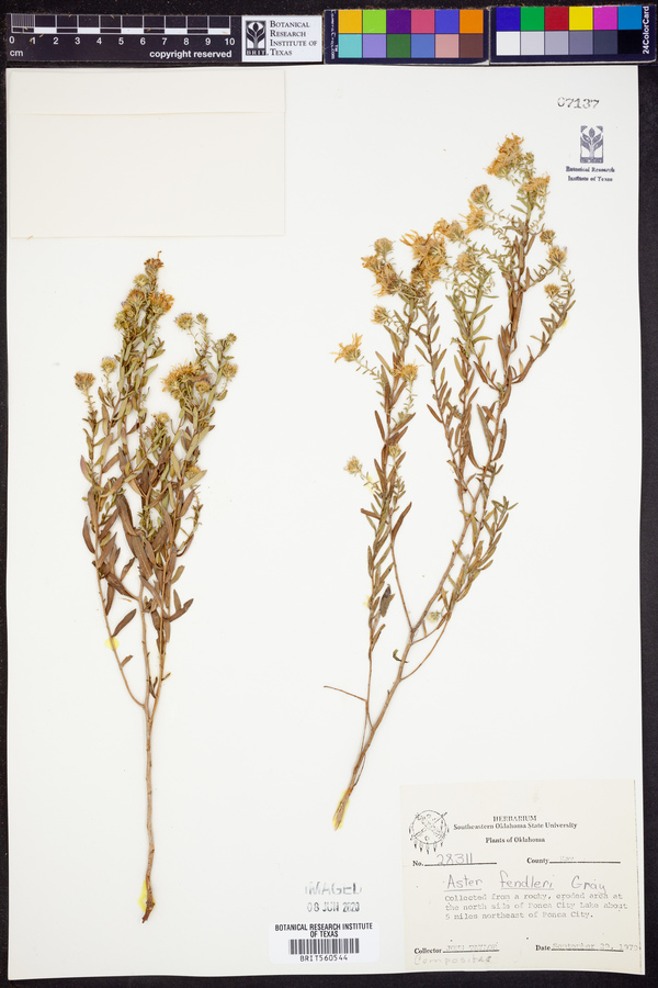 Symphyotrichum fendleri image