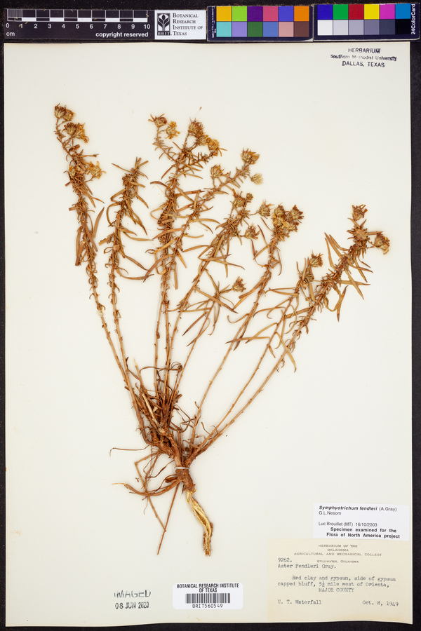 Symphyotrichum fendleri image
