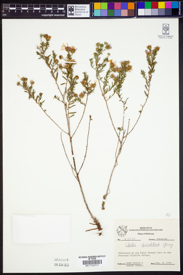 Symphyotrichum fendleri image