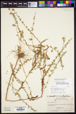 Symphyotrichum lateriflorum image