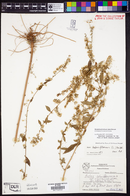 Symphyotrichum lateriflorum image