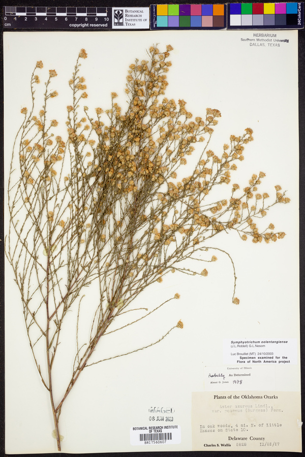 Symphyotrichum oolentangiense image