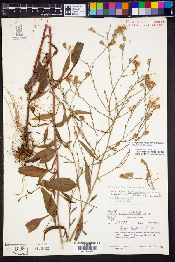 Symphyotrichum oolentangiense image