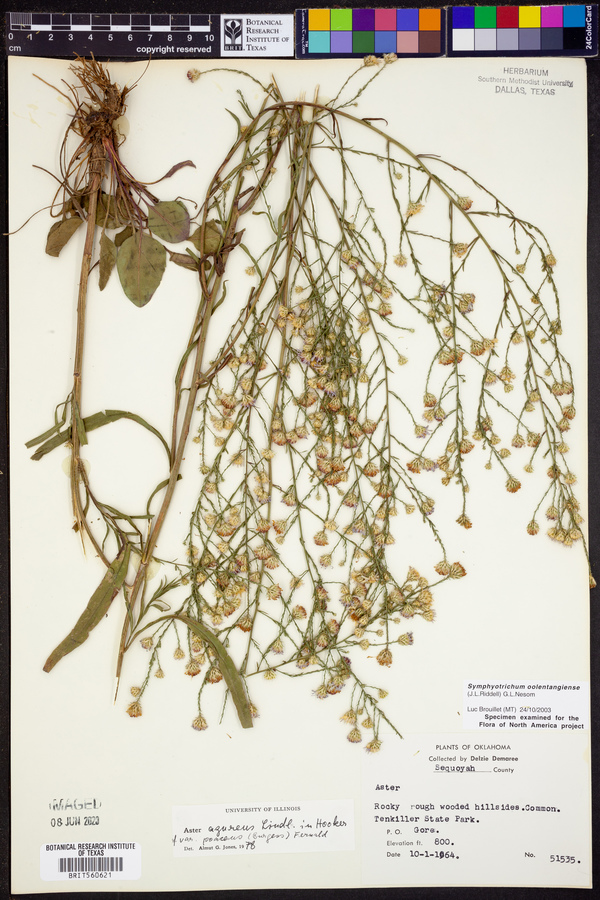 Symphyotrichum oolentangiense image