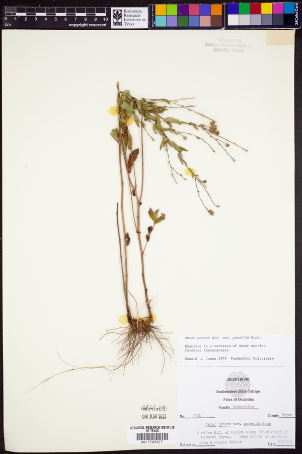 Aster gracilis image