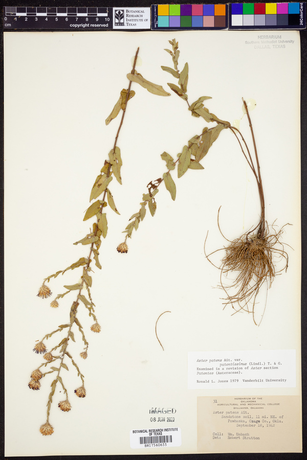 Aster patentissimus image
