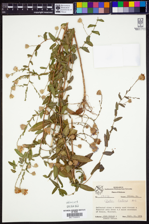 Symphyotrichum patens var. patens image