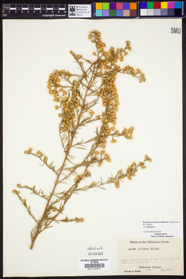 Symphyotrichum pilosum var. pilosum image