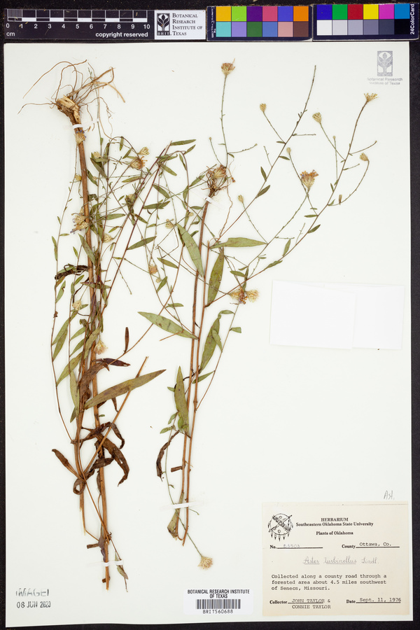 Aster turbinellus image