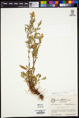 Symphyotrichum lateriflorum image