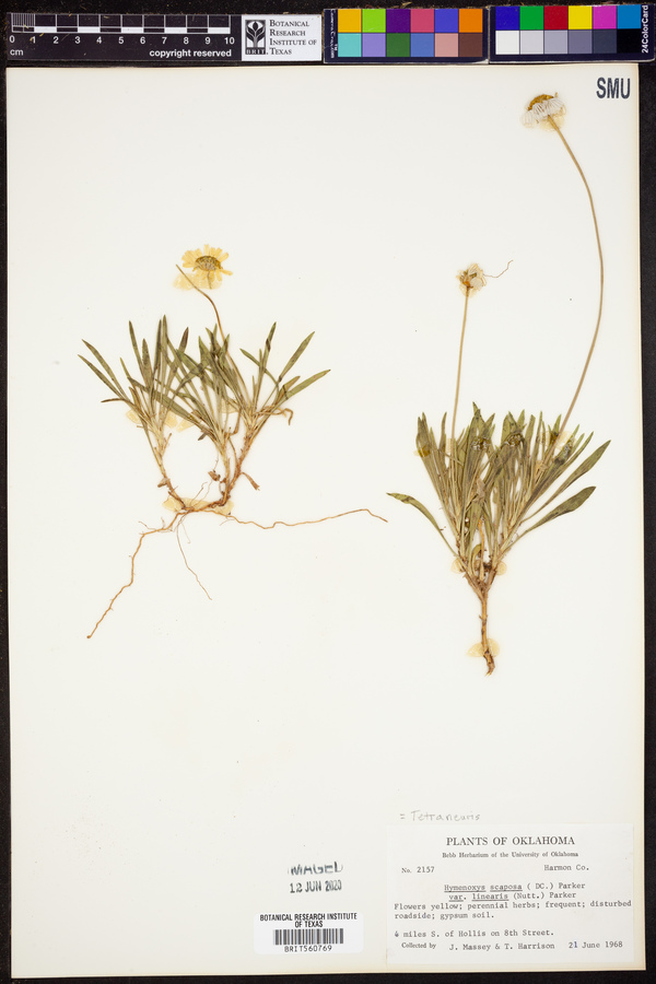 Tetraneuris scaposa var. linearis image